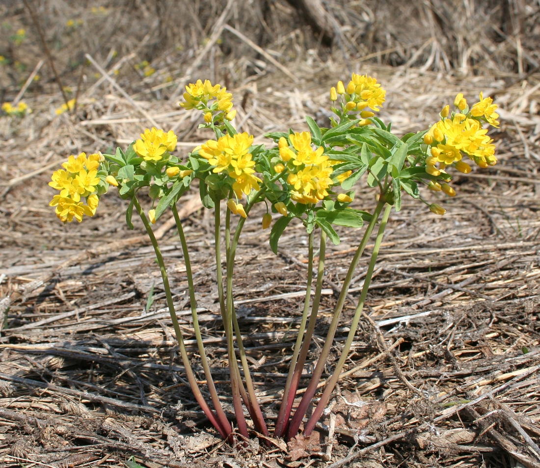 Изображение особи Gymnospermium altaicum.