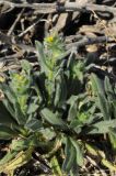 Amsinckia tessellata. Цветущее растение. США, Калифорния, Joshua Tree National Park. 19.02.2014.