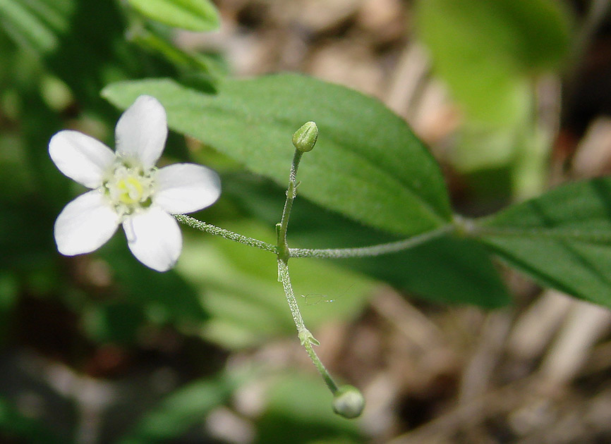 Image of Moehringia lateriflora specimen.