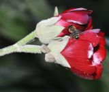 Phymosia umbellata