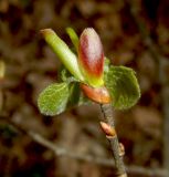 Tilia begoniifolia