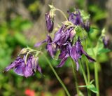 Aquilegia vulgaris