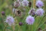 Cirsium arvense