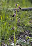 Ophrys ferrum-equinum. Цветущее растение. Греция, Пелопоннес, окр. г. Пиргос, муниципальный парк. 01.04.2015.