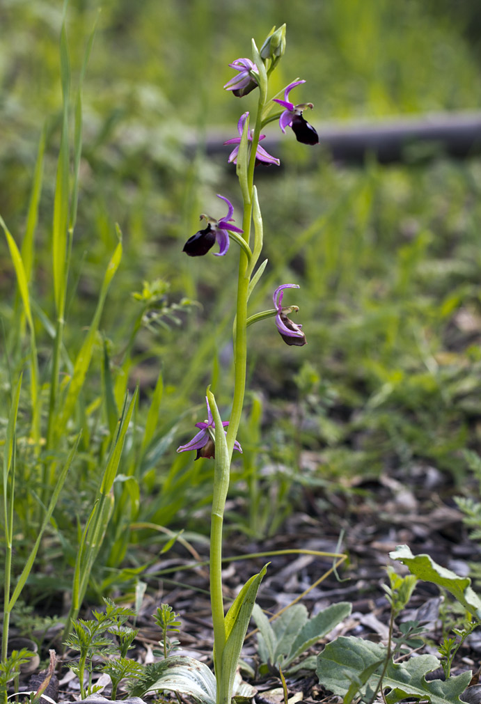Изображение особи Ophrys ferrum-equinum.