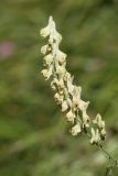 Aconitum barbatum