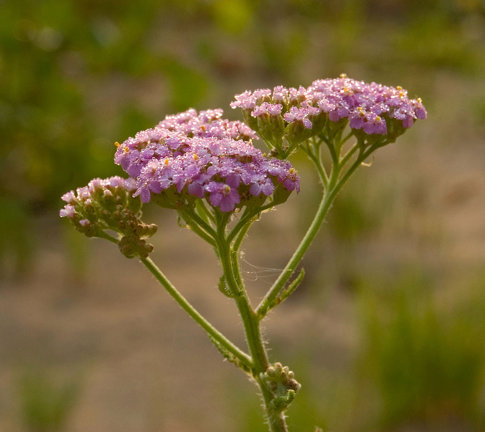 Изображение особи род Achillea.