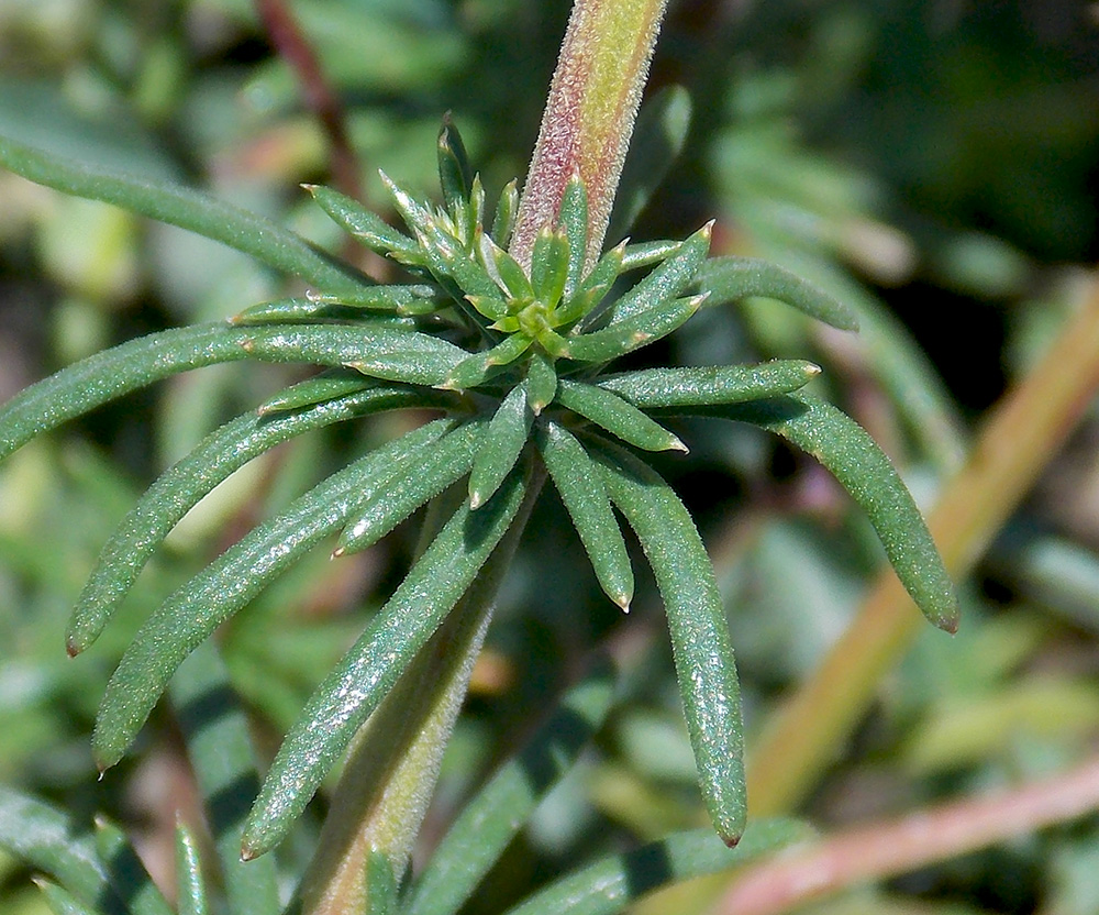 Изображение особи Galium verum.