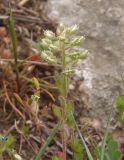 Alyssum minutum