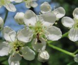 Sorbus torminalis