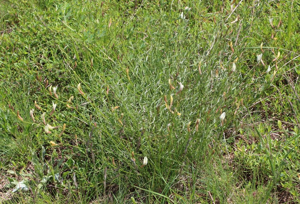 Астрагал украинский (Astragalus ucrainicus)