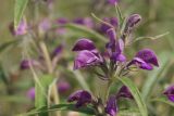 Phlomis pungens