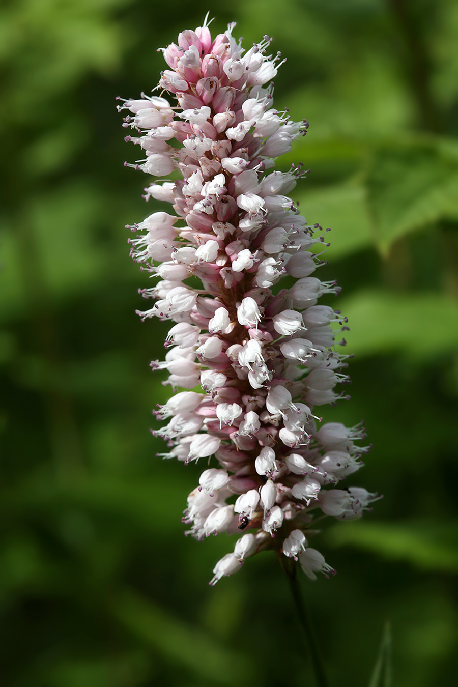 Изображение особи Bistorta officinalis.