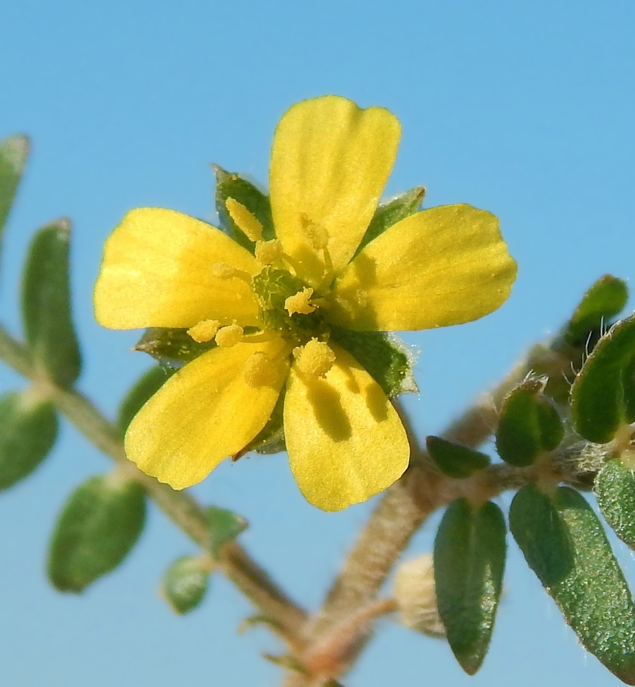 Изображение особи Tribulus terrestris.