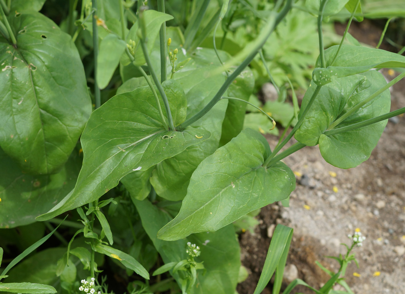 Изображение особи Brassica campestris.