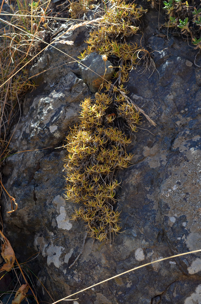 Image of Eremogone talassica specimen.