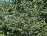 Picea abies. Ветви с молодыми побегами. Восточный Казахстан, г. Усть-Каменогорск, парк Жастар, в культуре. 07.05.2017.