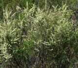 Spiraea hypericifolia