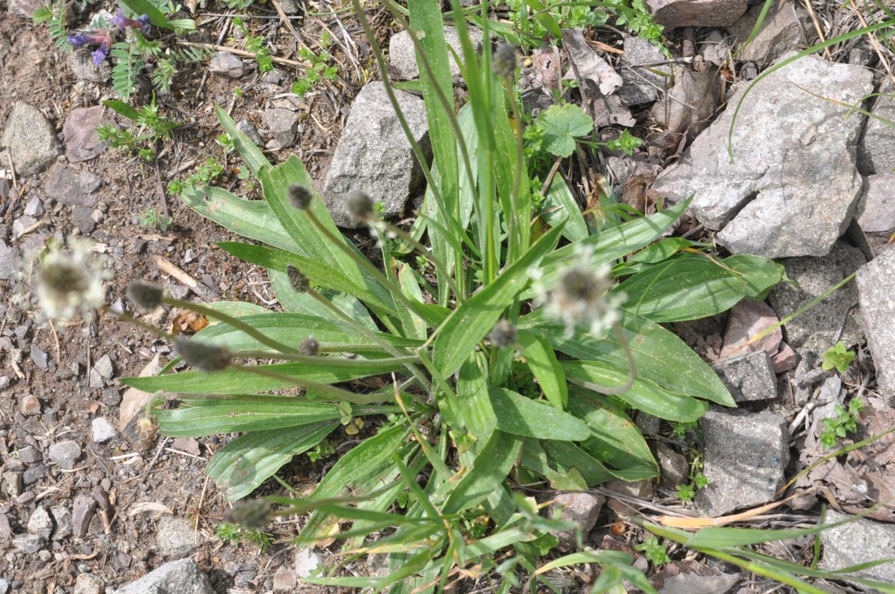 Изображение особи Plantago lanceolata.