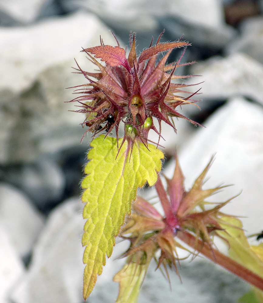 Изображение особи Lamium purpureum.