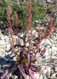 Rumex arcticus. Плодоносящее растение. Чукотка, Билибинский р-н, северная окр. г. Билибино, пойма р. Каральвеем за вертолётной площадкой. 08.08.2018.