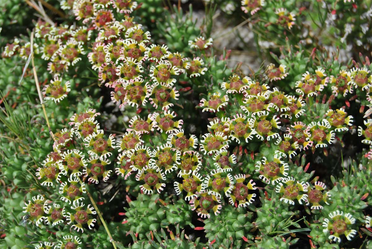 Изображение особи Euphorbia caput-medusae.