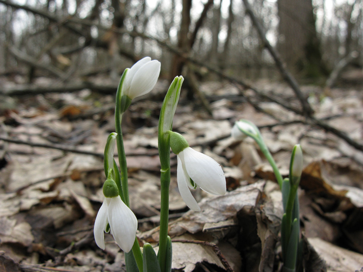 Изображение особи Galanthus caucasicus.