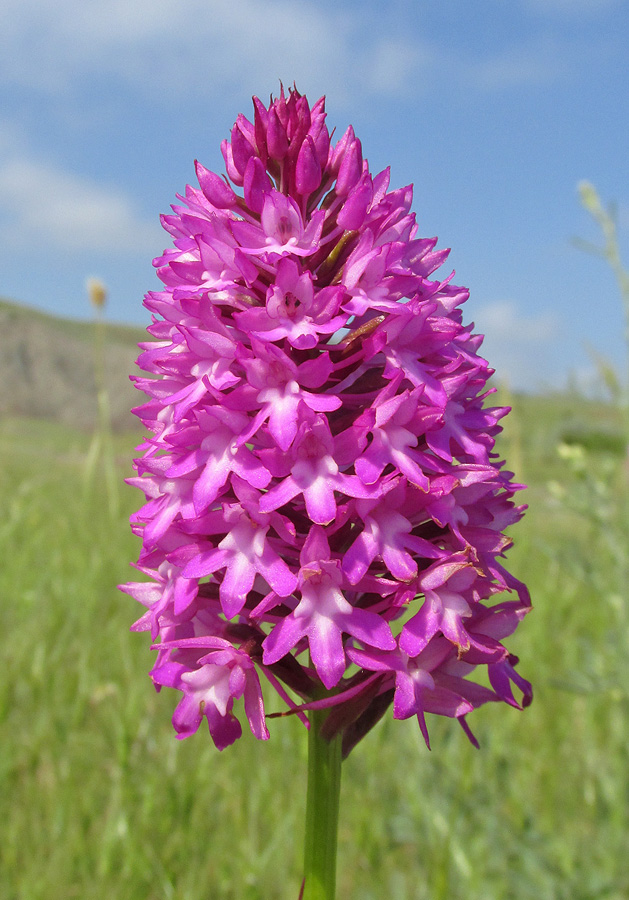 Изображение особи Anacamptis pyramidalis.