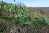 Eremurus spectabilis. Аспект зацветающих растений. Краснодарский край, м/о г. Новороссийск, хребет Маркотх, северо-восточный склон высоты 462, ≈ 450 м н.у.м., горная степь. 18.04.2020.