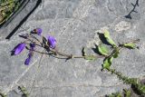 Campanula hohenackeri