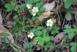 Fragaria nubicola