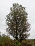 Populus &times; berolinensis