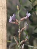 Astragalus chodshenticus. Верхушка соцветия. Узбекистан, Ферганская обл., Язъяванский р-н, Язъяванские пески, частично закреплённые дюны. 16 мая 2023 г.