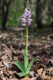 Orchis simia. Цветущее растение (высота — 28 см, длина соцветия — 7 см). Краснодарский край, м/о г. Новороссийск, гора Лысая, пушистодубово-грабинниковый лес у дороги на карьер. 26 апреля 2015 г.