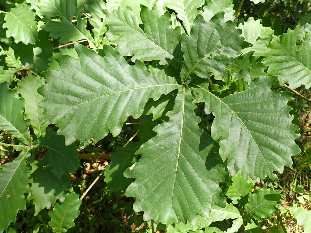 Image of Quercus mongolica specimen.