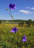 Platycodon grandiflorus. Верхушка цветущего растения. Приморский край, Хасанский р-н, окр. оз. Лотос. 21.08.2008.