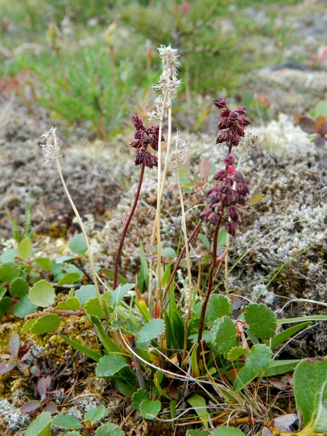 Изображение особи Tofieldia coccinea.