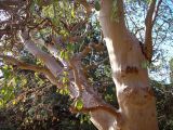 Arbutus andrachne. Ствол и ветви дерева с опавшей корой. Южный Берег Крыма, Никитский ботанический сад. 25 августа 2007 г.