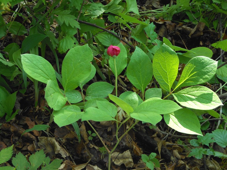 Изображение особи Paeonia obovata.