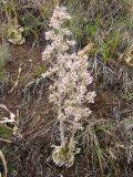 Rosularia paniculata