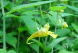 Impatiens noli-tangere