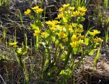 Caltha palustris