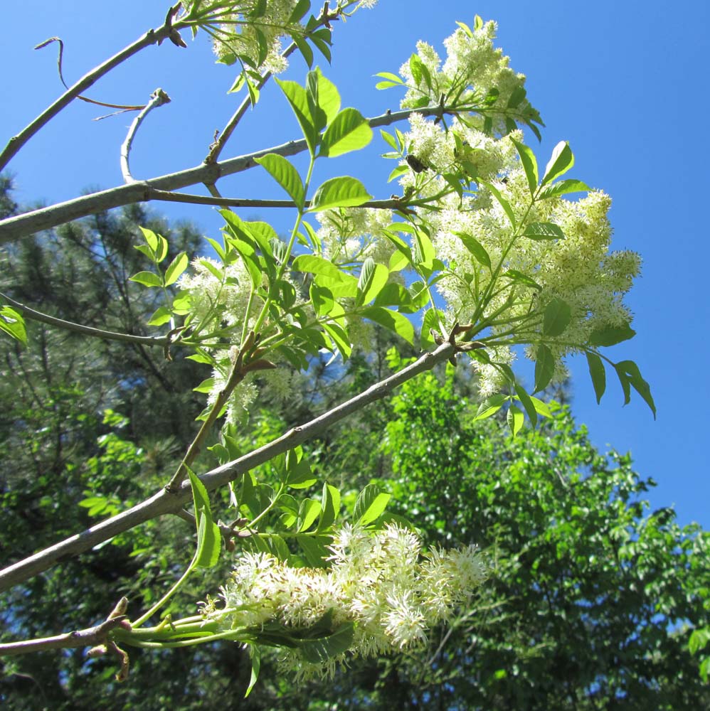 Изображение особи Fraxinus ornus.