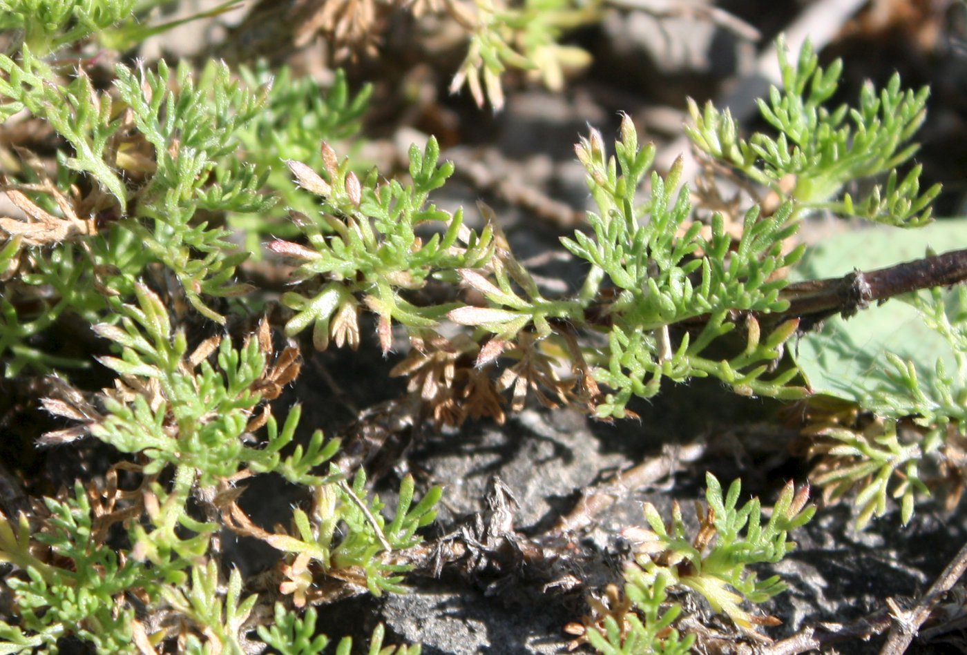 Изображение особи Artemisia rupestris.