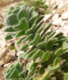 Linum lanuginosum