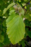 Hamamelis virginiana