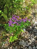 Lathyrus vernus