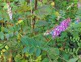 Vicia amurensis