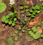 Cardamine hirsuta. Розетка прикорневых листьев. Израиль, Шарон, пос. Кфар Шмариягу, рудеральное местообитание. 18.02.2014.