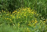 Ranunculus repens